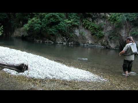 Gradac trout, dry fly