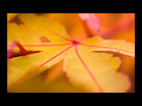 G. F. Händel: Joshua - O hätt ich Jubals Harf - G.F. Haendel: O had I Jubal's Lyre