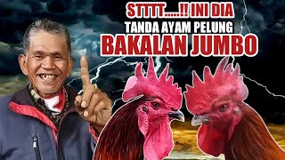 Download lagu TANDA AYAM PELUNG JUMBO, BOBOT BAKAL BESAR INI CIRINYA !! mp3