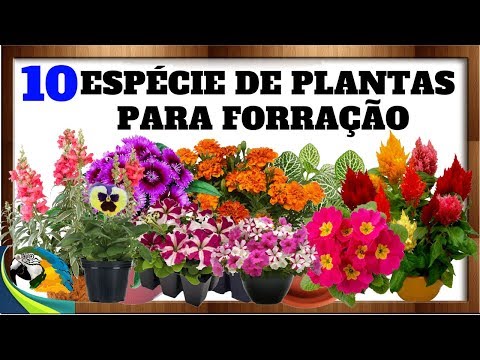 , title : '10 ESPÉCIE DE PLANTAS PARA FORRAÇÃO DE FLORES ESPETACULARES !!'