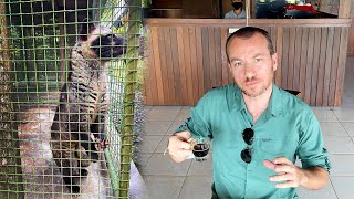 Kedi Dışkısından Yapılan Kopi Luwak Kahvesi - Dünyanın En Pahalı Kahvesi 1kg = 4.000 TL