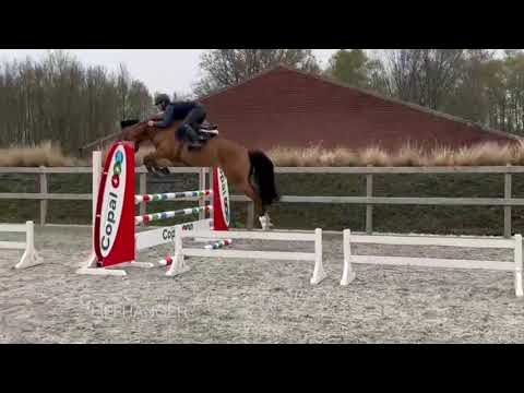 Cliffhanger Z (Carrera VDL x Numero Uno)