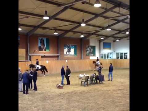 Vitalis - Quaterback