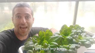איך מגדלים חסה וצמחי תבלין באדניות במרפסת?