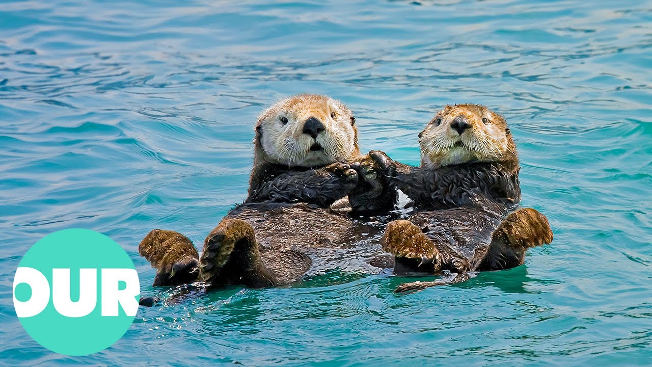 Exploring the World of Cute Swimmers