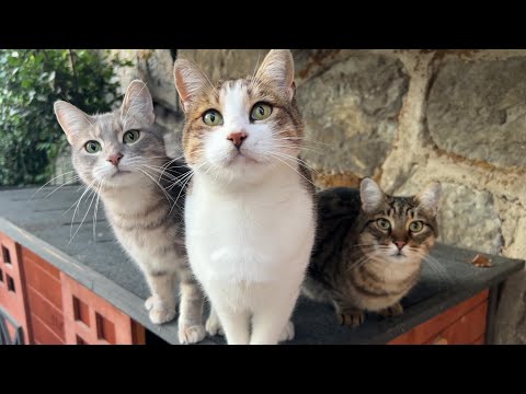 Furry Food Thieves: The Backyard Gang !!