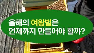 우수여왕만들기, 올해의 여왕벌은 언제까지 만들어야 할까?