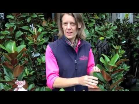 Magnolia 'Teddy Bear'