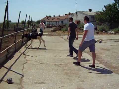 Balta Doamnei 25.07.2012