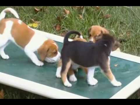 Rescue pups - Beagle mix?  Violet's pups 6 wks old_2