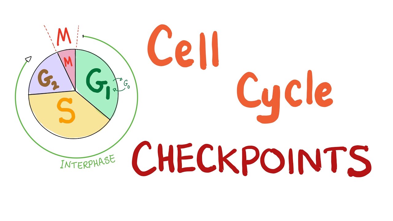 Checkpoints of the Cell Cycle - YouTube