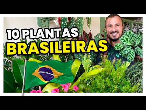 10 Plantas Nativas do Brasil