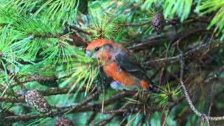 preview picture of video 'Parrot Crossbill in Essex'