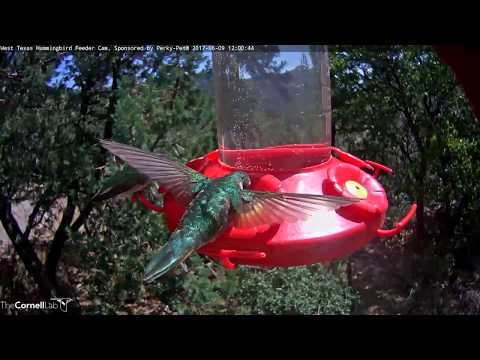 Broad-tailed Hummingbird Hovers Up Close – June 9, 2017
