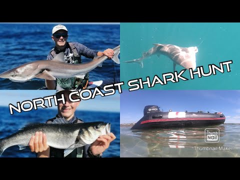 North Coast Shark Hunt