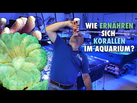SO fütterst du deine KORALLEN richtig!