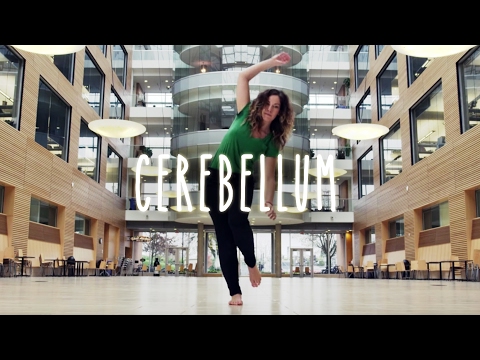 Neuroanatomy S1 E8: Cerebellum #neuroanatomy #ubcmedicine