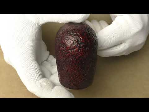 Ser Jacopo S2 B 2 Maxima - pipe 1473