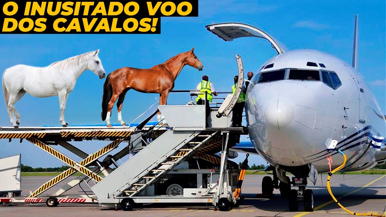 25 CAVALOS DO BRASIL FORAM ENVIADOS DE AVIÃO POR ESSE MOTIVO