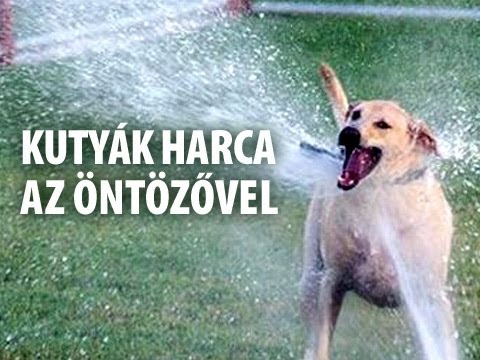 Kutyák a kerti locsoló ellen! (válogatás)