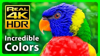 The Most Colorful Nature in Real 4K HDR - Incredible Tropical Animals and Relaxing Music - 2022