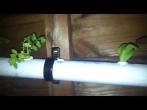 DIY Hydroponics, organic, recycled , Day 17 update PART 1, PLEASE READ DESCRIPTION
