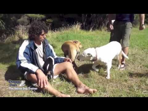 Puppy Training - How to introduce a puppy to a bigger dog