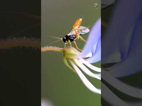 Creten Jewel Wasp #amazing #nature #video #insects #action #unseen #macro #world #srilanka