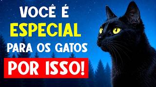 Se o seu gato faz ISSO, você é ESPECIAL! ⭐