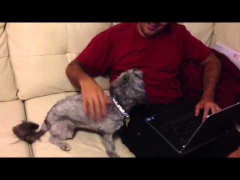 Puppy doesn't let us use the computer