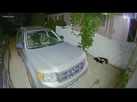Is a skunk invading your home? Here's what you should do