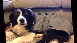 Saying Goodbye To My Dog | RIP Brando My Beautiful Border Collie 30/9/2014