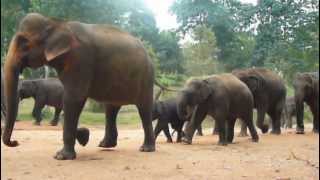 preview picture of video 'Sri Lanka elefant orphanage in Pinnawala.'