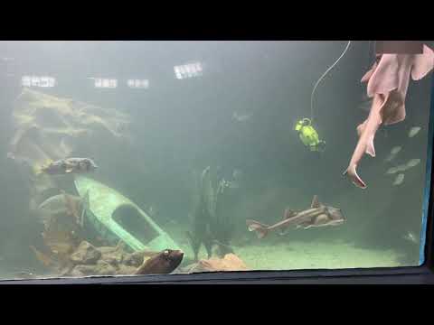 Merimbula Aquarium and Wharf Restaurant