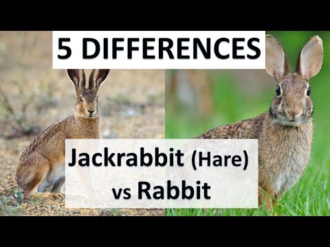 Difference between Rabbits and Jackrabbits (Hares) - short documentary