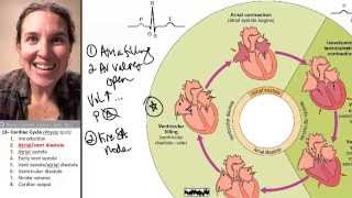 Cardiac cycle 2- Atrial ventricular diastole