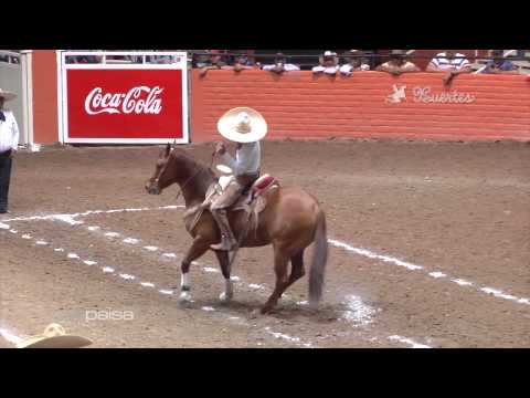 The 5 Best Horse Coves - 2015 Arena Vallarta Championship