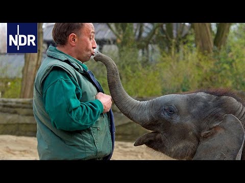 Hagenbecks Tierpark - Einen Zoo organisieren | Wie geht das? | Reportage | NDR