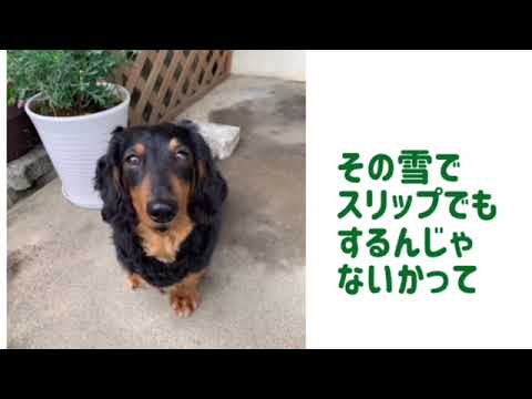 ワンワンU・x・Uお悩み相談室3️⃣8️⃣〜越前市「ムックくん」#雪を道路に捨てるのは禁止 #スリップする危険あり