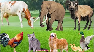 Cute Farm Animals: Sheep, Goat, Cow, Chicken, Rabbit, Pig, Duck, Dog, Parrot - Animal Sounds
