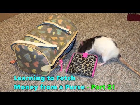 Learning to Fetch Money from a Purse - Part 2! (Berry the Ratrobber)