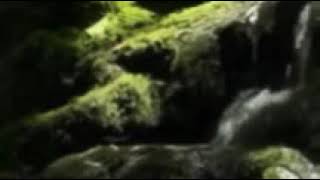 Download lagu Audio Terapi Suara Burung Remetuk Laut Disertai Gemercik Air mp3