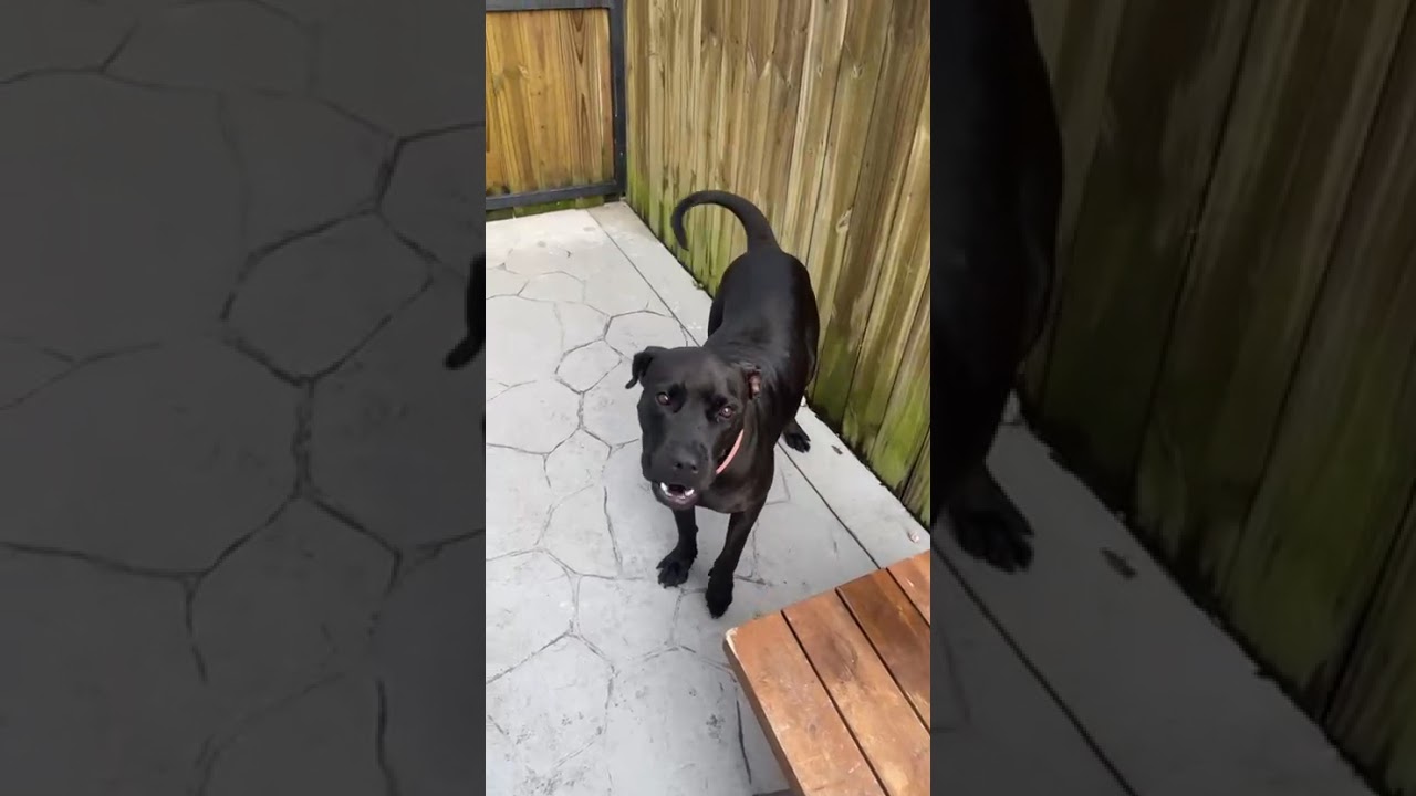 Enlarge Nina, a Adoptable mixed breed in Orlando, FL video 6/6