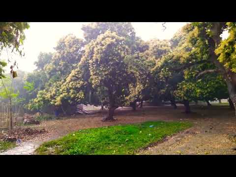 Litchi Flower plants | Fall of Lichi Flowers | Rain and Wind | Fall of leaves | Rainy Season