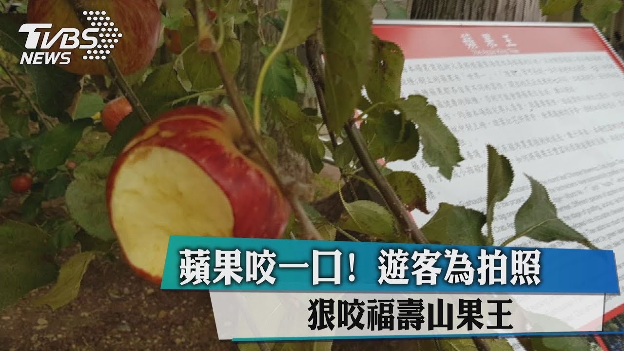 蘋果咬一口!遊客為拍照 狠咬福壽山果王