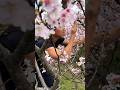 SAKURA | Japanese Cherry Blossom - all you need to know to impress others