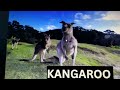 Safari Scrapbook Kangaroo