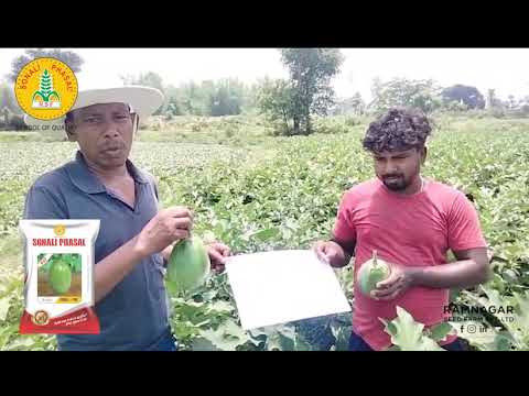 Hybrid Brinjal – Sonali 1199