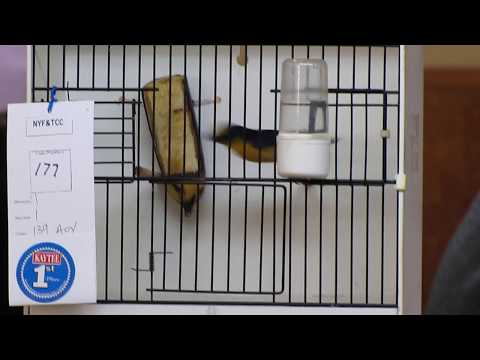 Thick-Billed Euphonia aka Cravet Judging by Chris Taylor