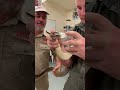Venomous Snake Getting Milked! 😬🐍